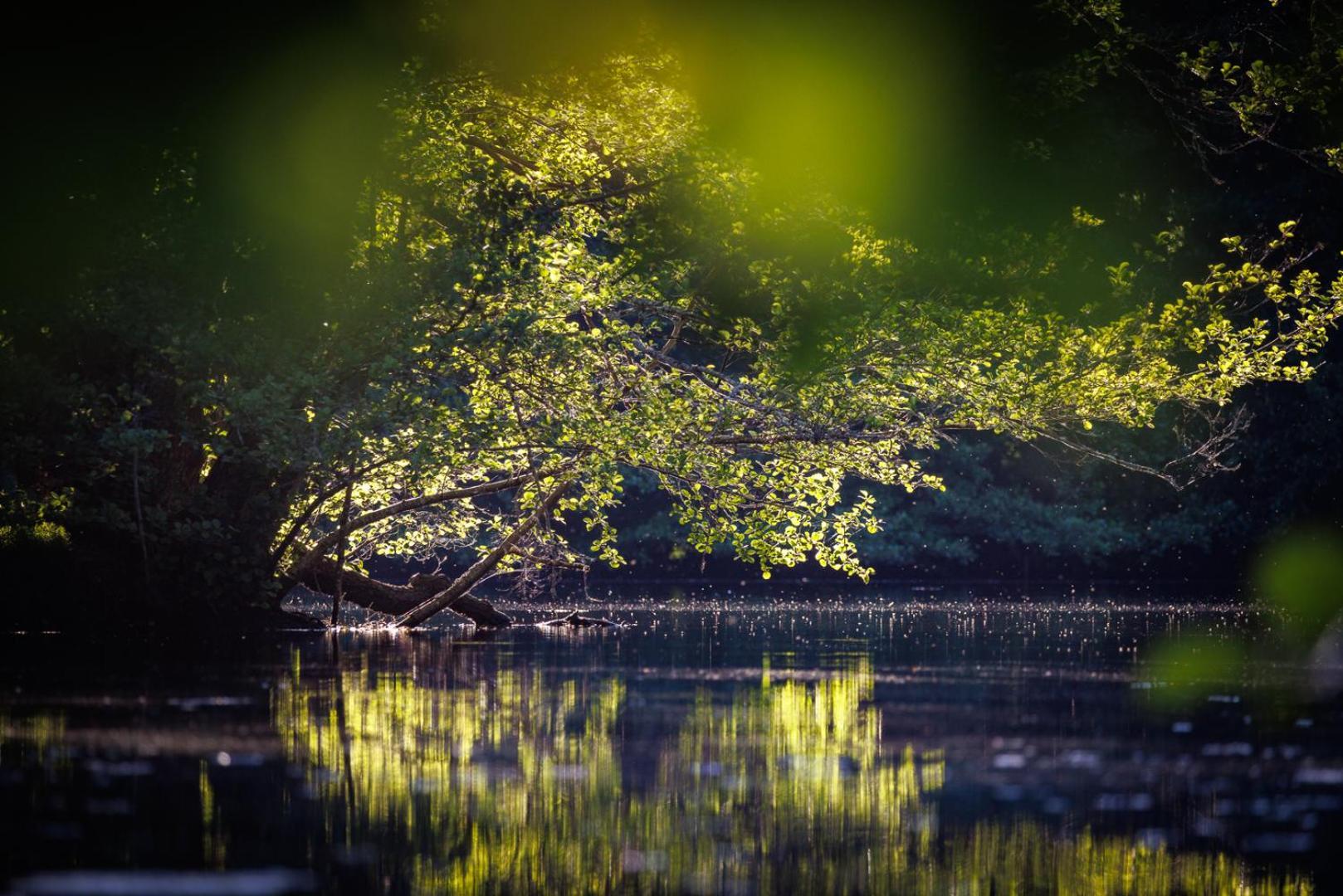 Moulin De Retord, Cote Etang - Chambres D'Hotes Perassay ภายนอก รูปภาพ